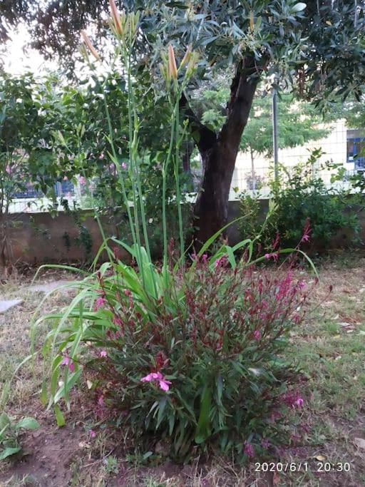 דירות אלכסנדרופולי Anadora 2: Hospitable Stone House With Yard מראה חיצוני תמונה
