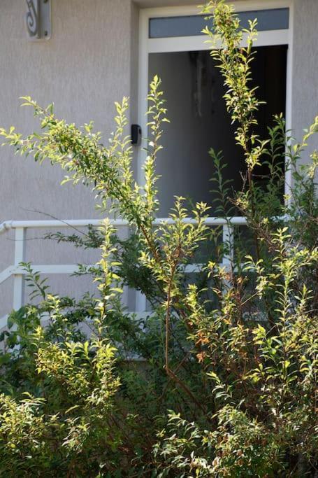 דירות אלכסנדרופולי Anadora 2: Hospitable Stone House With Yard מראה חיצוני תמונה